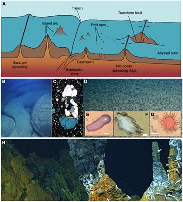 New Opportunities and Untapped Scientific Potential in the Abyssal Ocean